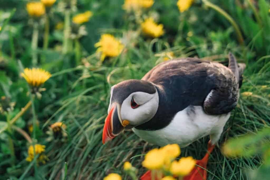 Adorable Atlantic Puffin bird 