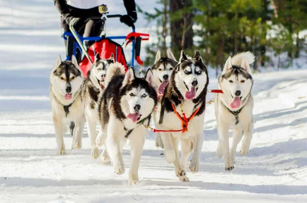 Dog Sledding