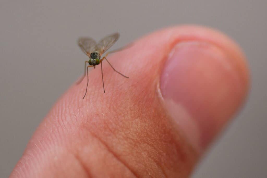 Insect on a human finger