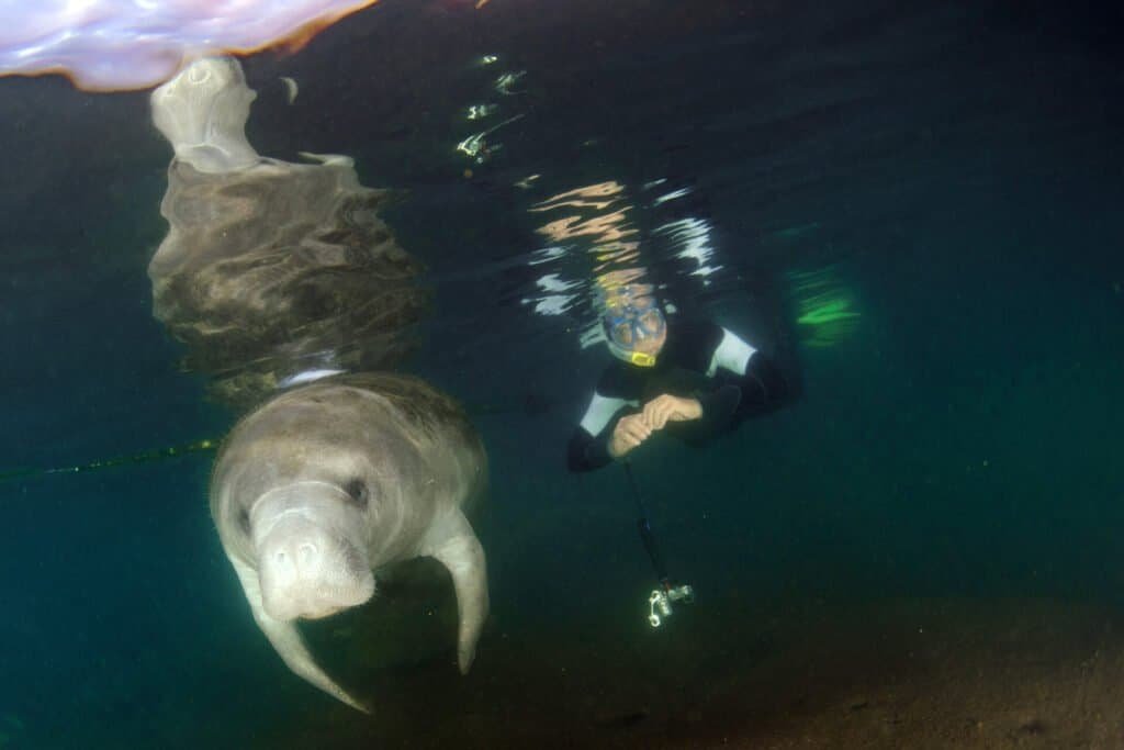 florida manatee