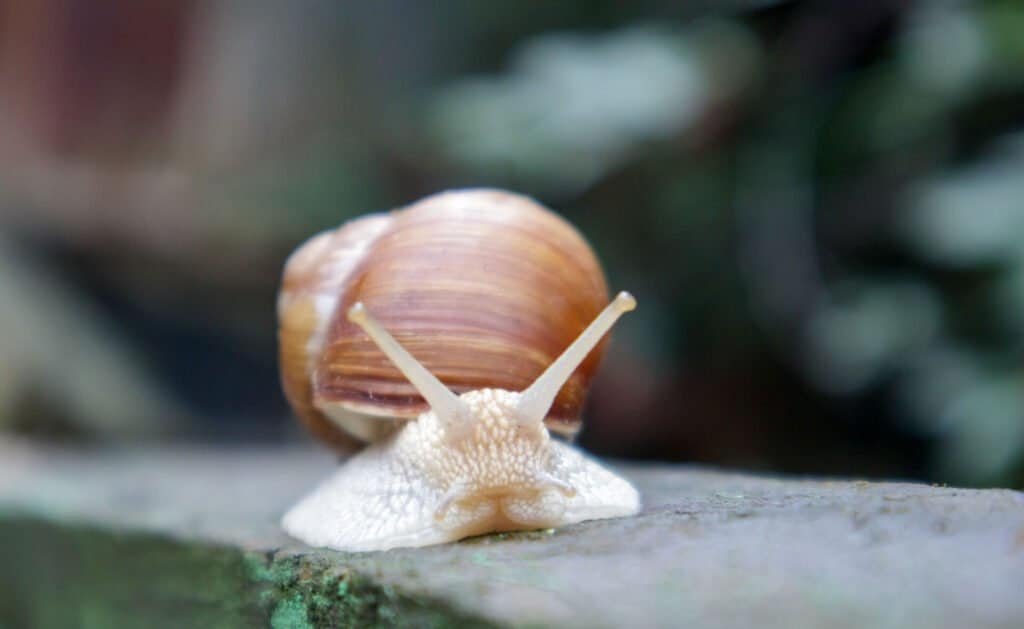 Snail 