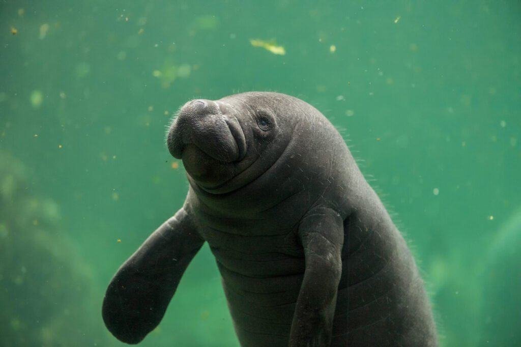 newborn baby manatee